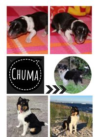 Collage-Chuma-6Monate